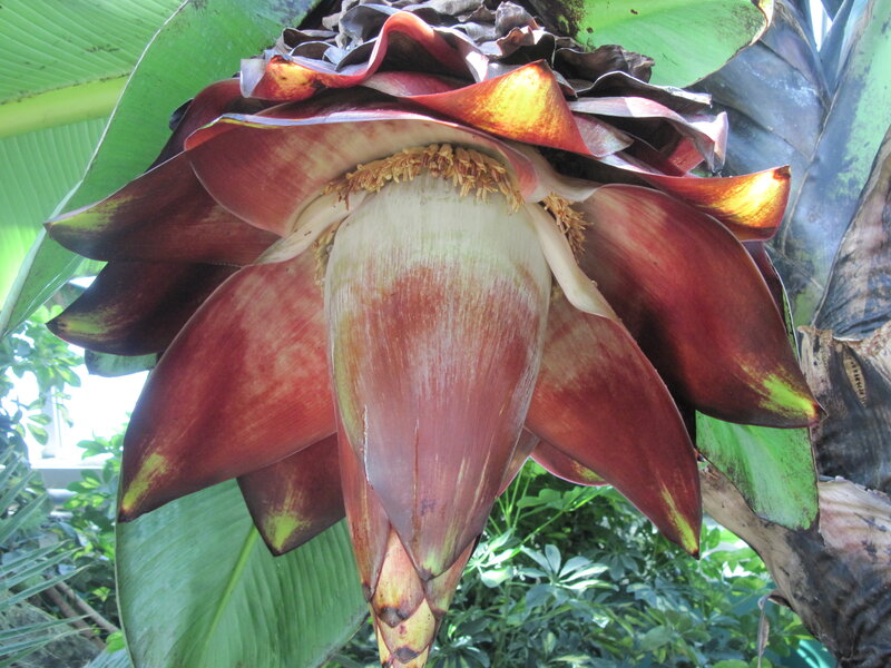 Red Banana Flower — Natural, Afternoon