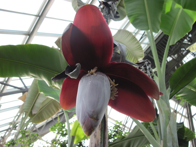 Red Banana Flower — Natural