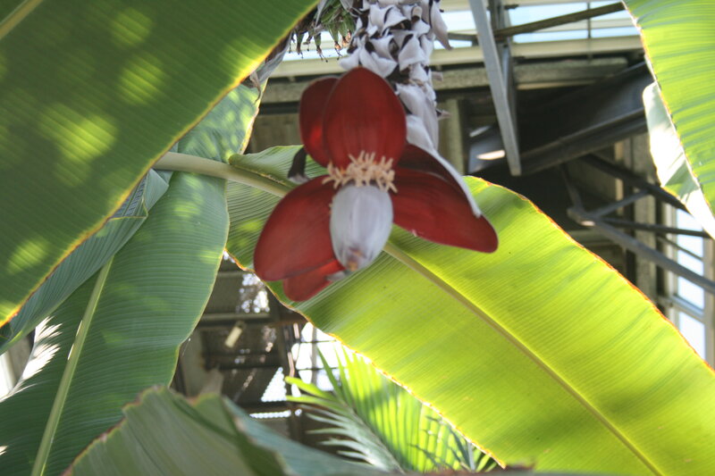 Red Banana Flower