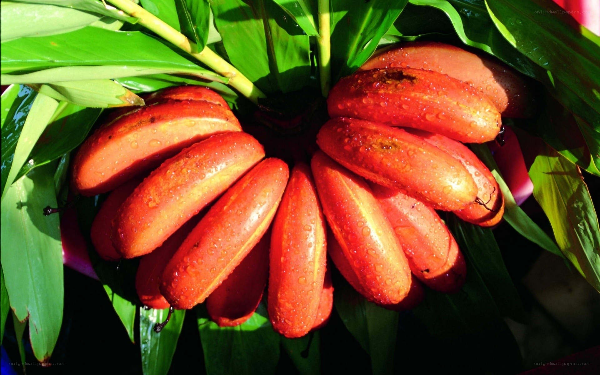 Red bananas on a plant