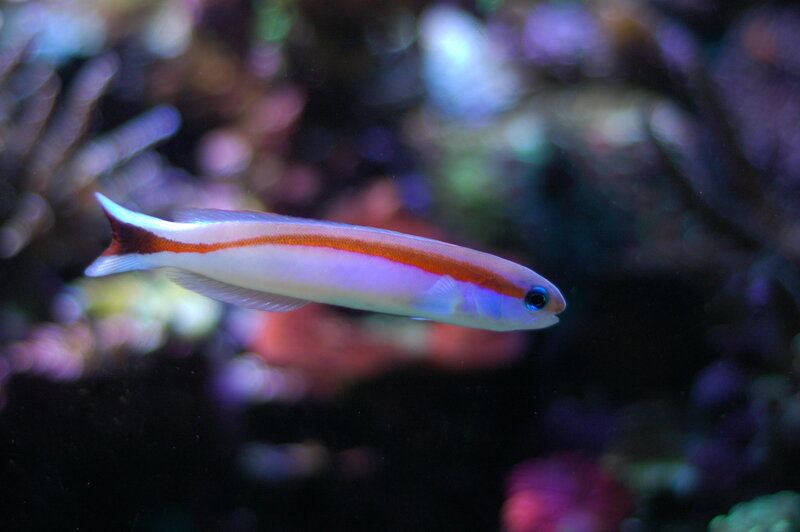 Red-banded Fish