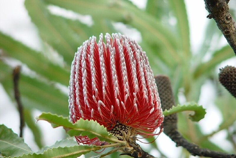 Red Banksia Flower — Natural