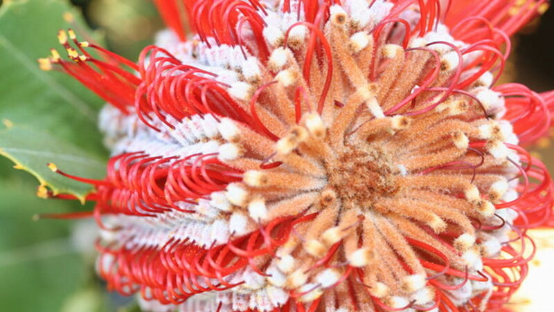 Red Banksia Flower