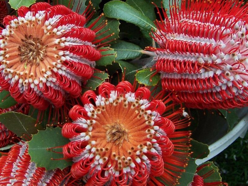 Red Banksia Flowers