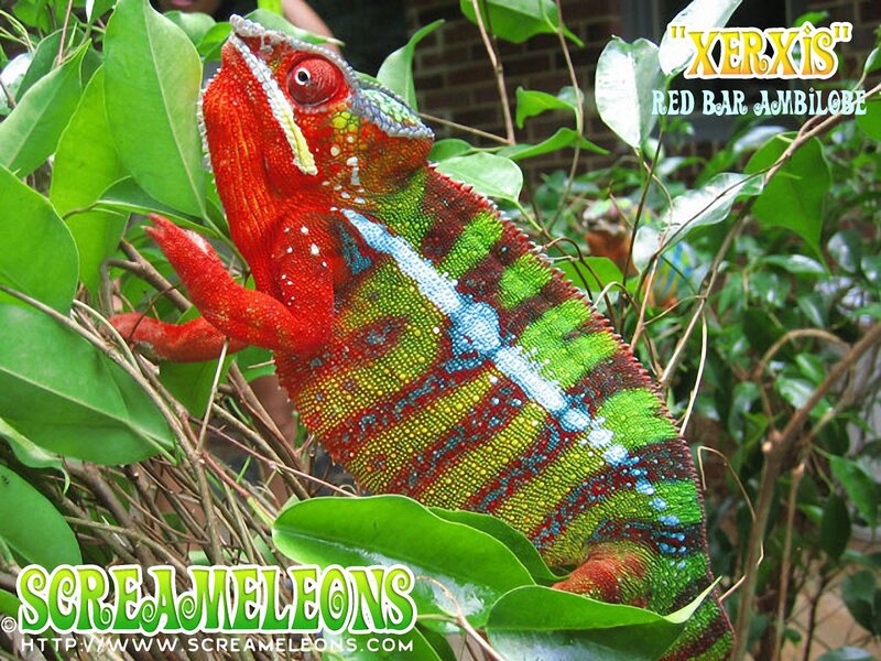 Red Bar Chameleon