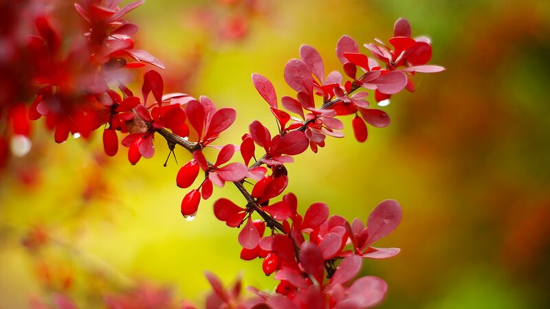 Red Barberry Branch