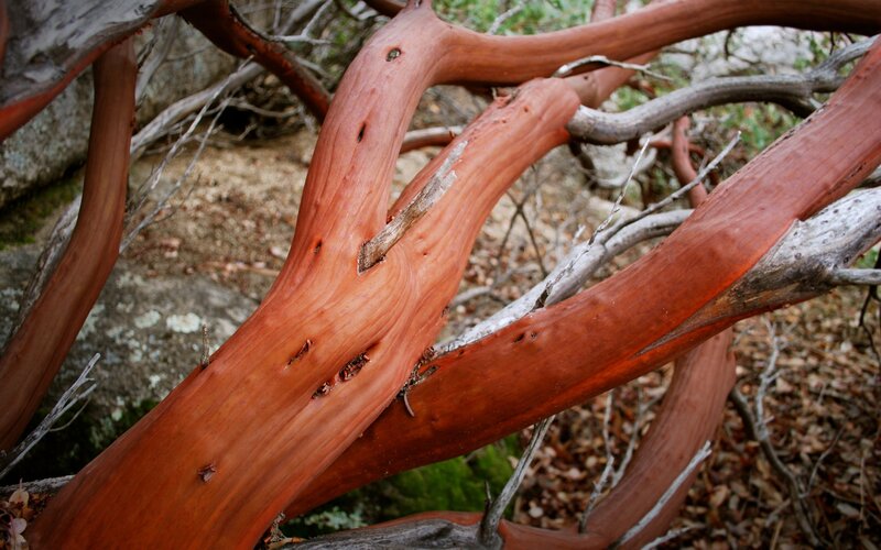 Red Bark Tree Branches