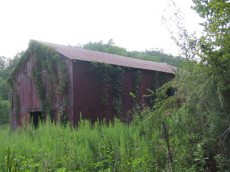 Red Barn Covered in Ivy