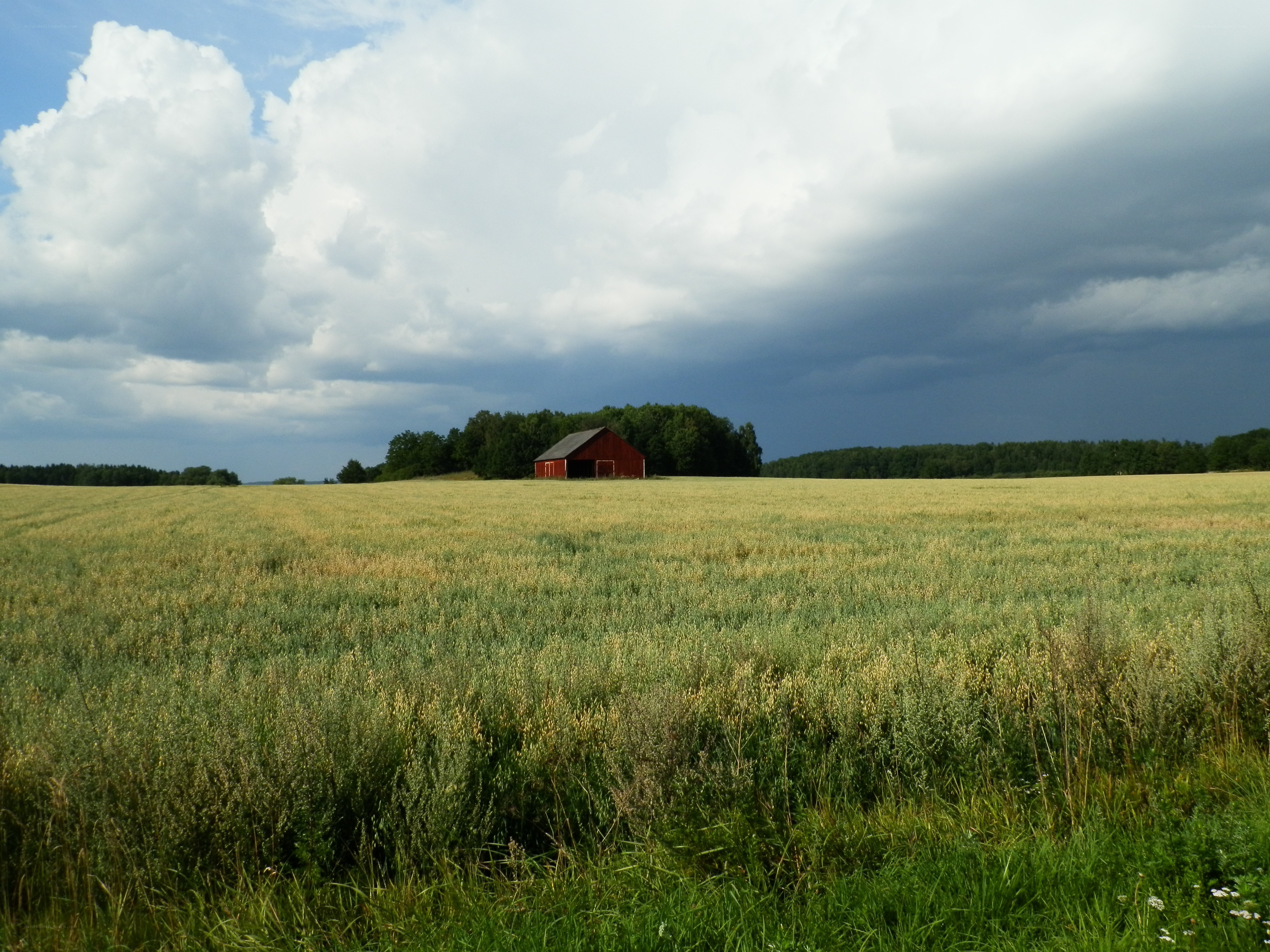 Red barn in a golden field