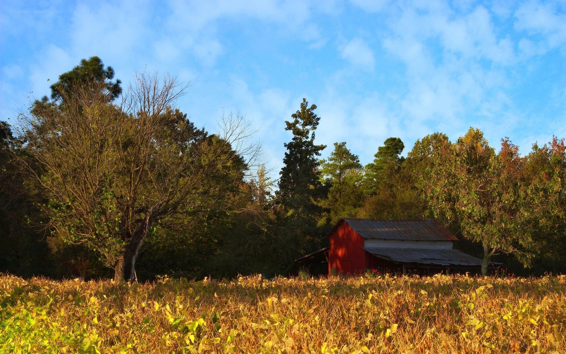 Red barn in autumn field