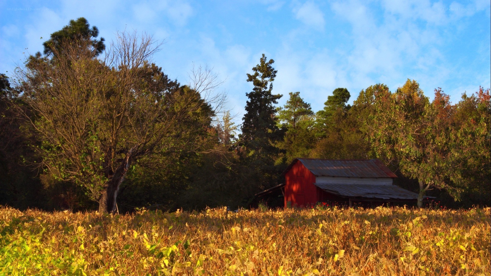 Red barn in autumn field