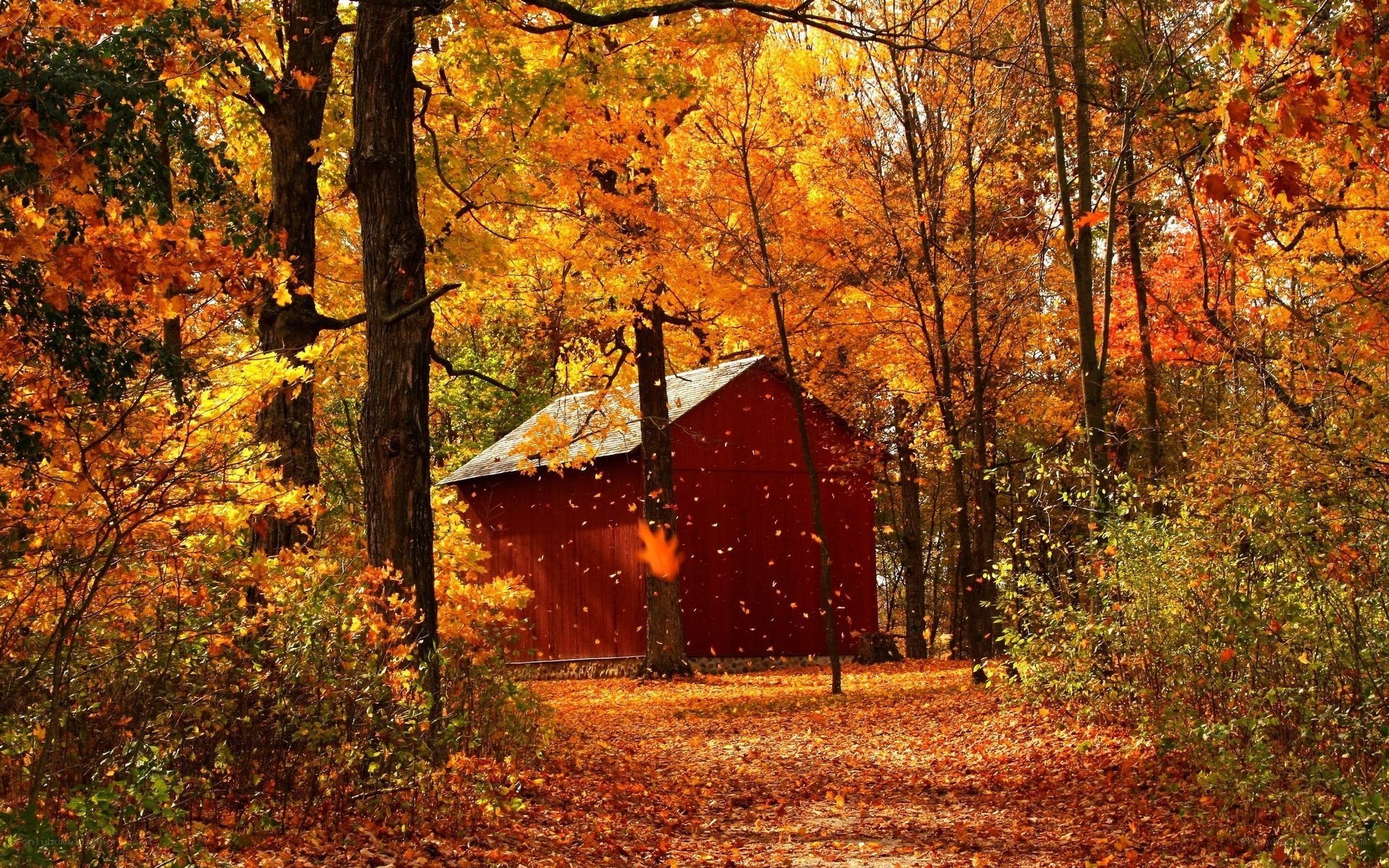 Red barn in autumn forest