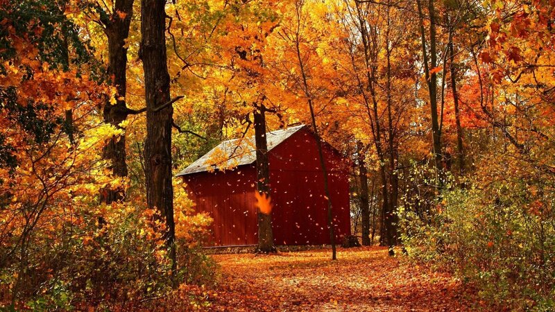 Red barn in autumn forest
