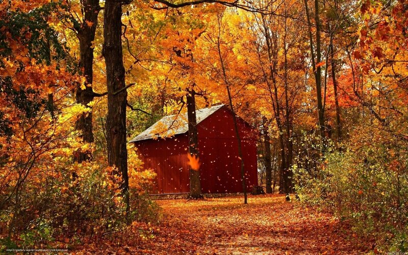 Red Barn in Autumn Forest — Orange, Serene, Photograph