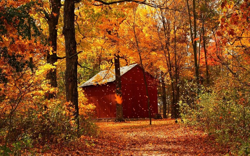 Red Barn in Autumn Forest — Orange, Serene, Photograph, Trees