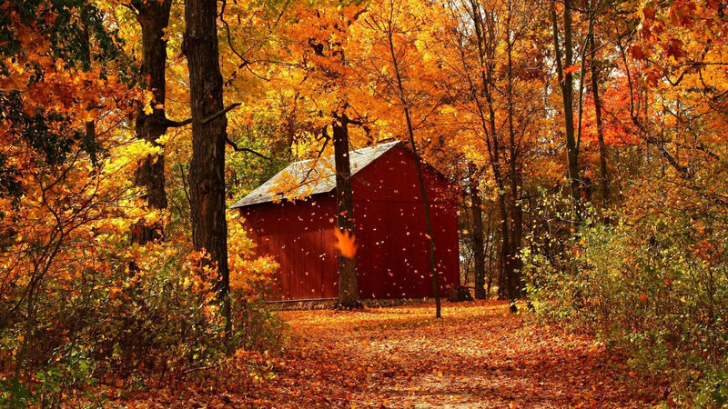 Red Barn in Autumn Forest — Orange, Serene
