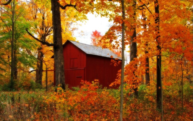 Red Barn in Autumn Forest — Serene