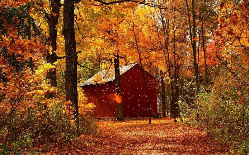 Red barn in autumn forest