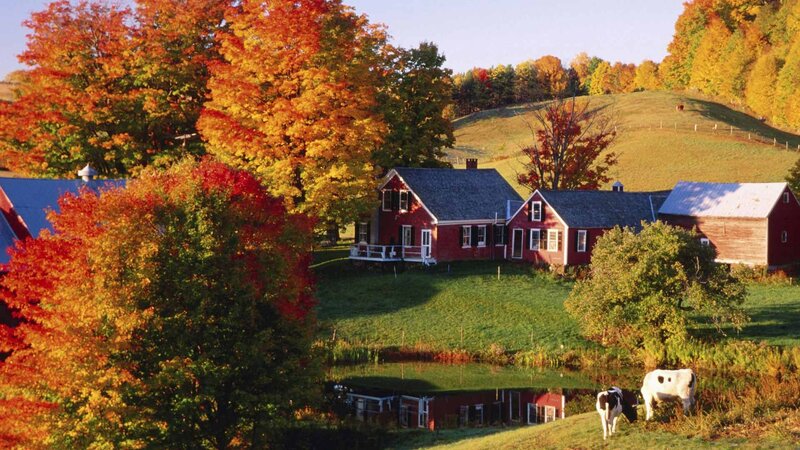 Red Barn in Autumn — Serene, Photograph, Trees, Cows
