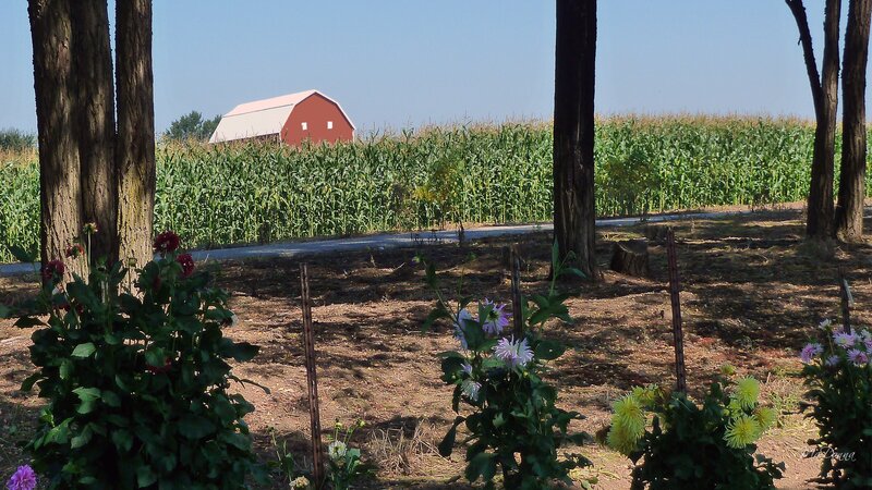 Red Barn in Cornfield