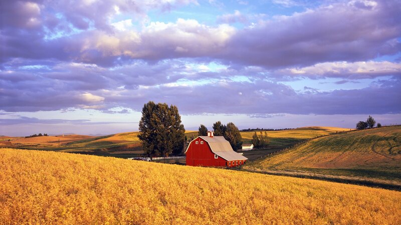 Red Barn in Field — Yellow, Serene