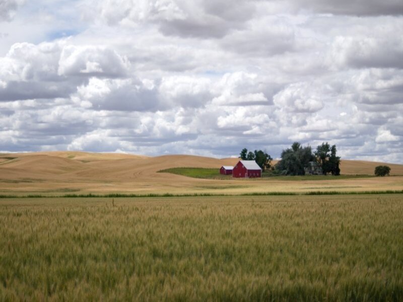 Red Barn in Field — Yellow