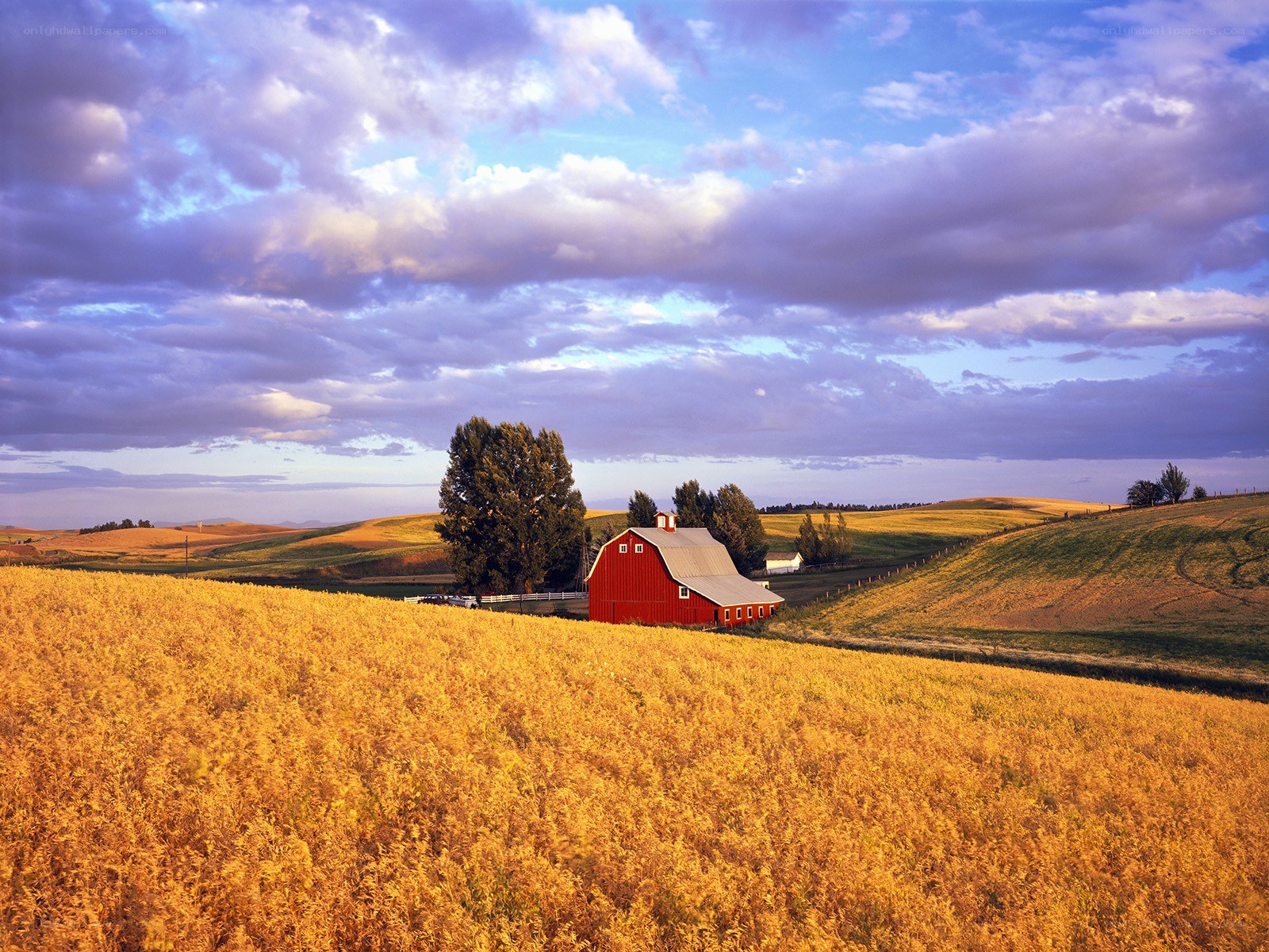 Red barn in golden field