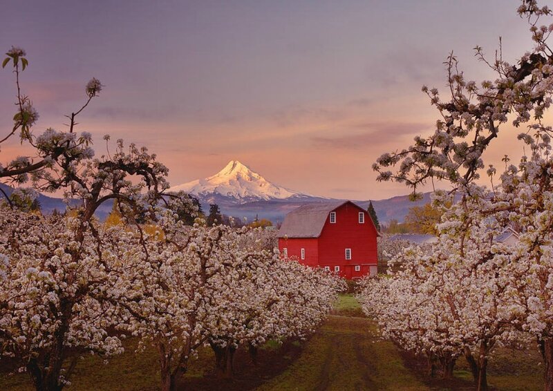 Red Barn in Orchard — Serene, Sunset