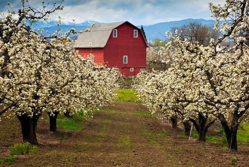 Red Barn in Orchard — Serene
