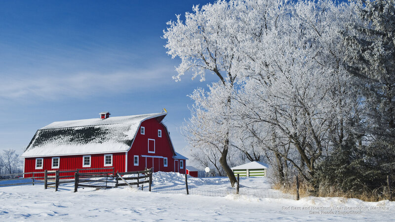 Red Barn in Snow — Serene, Winter, Photograph, Frost-covered Trees