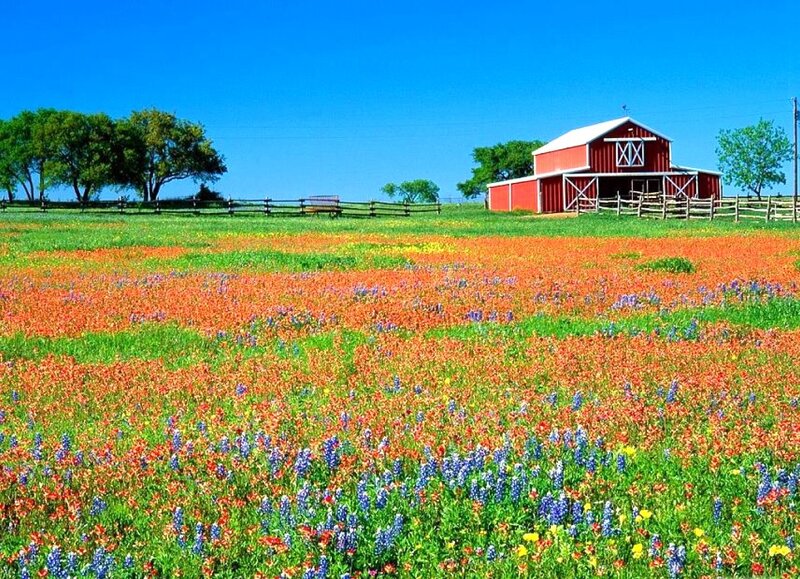 Red Barn in Wildflower Field