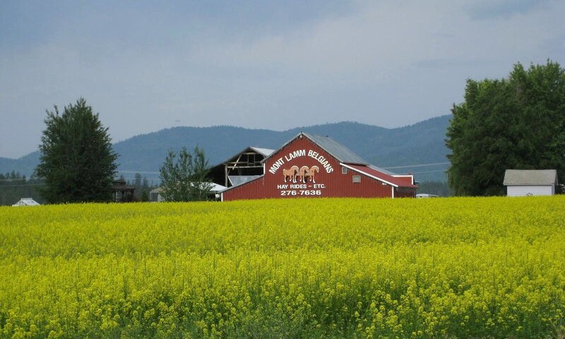 Red barn in yellow field