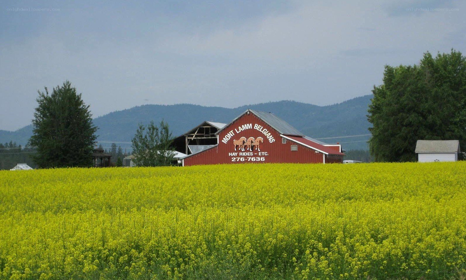 Red barn in yellow field