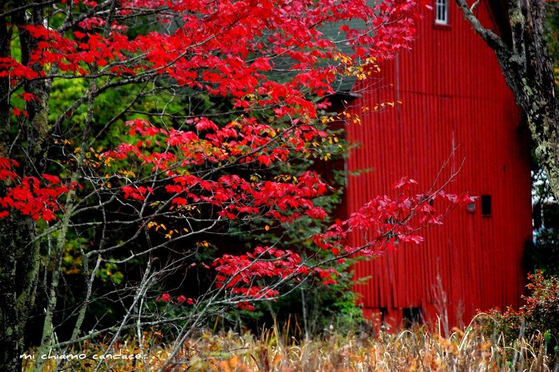 Red Barn with Autumn Leaves