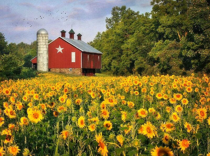 Red Barn with Sunflowers — Yellow