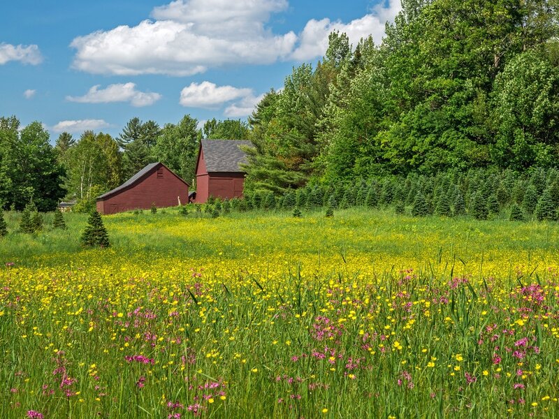 Red Barns in Field