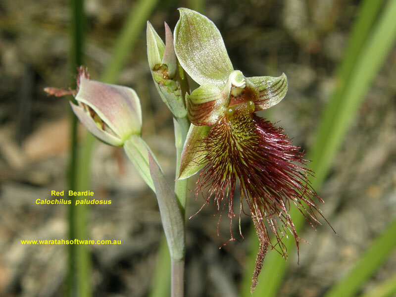 Red Beardie Orchid