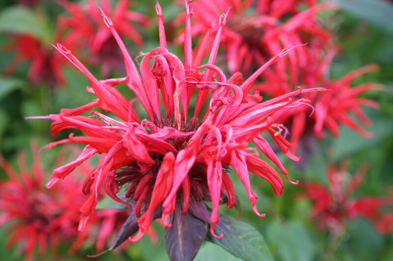 Red Bee Balm Flower