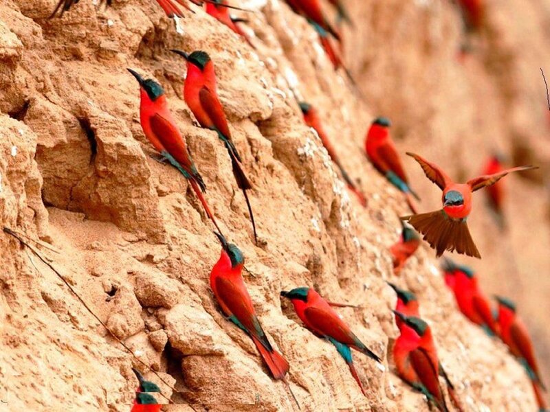 Red Bee-eaters on Cliff