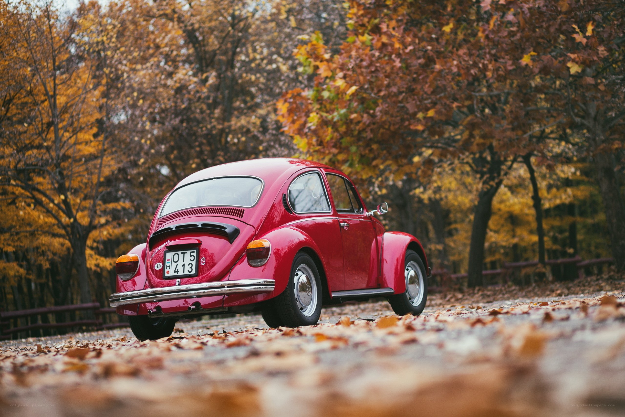 Red Beetle in Autumn