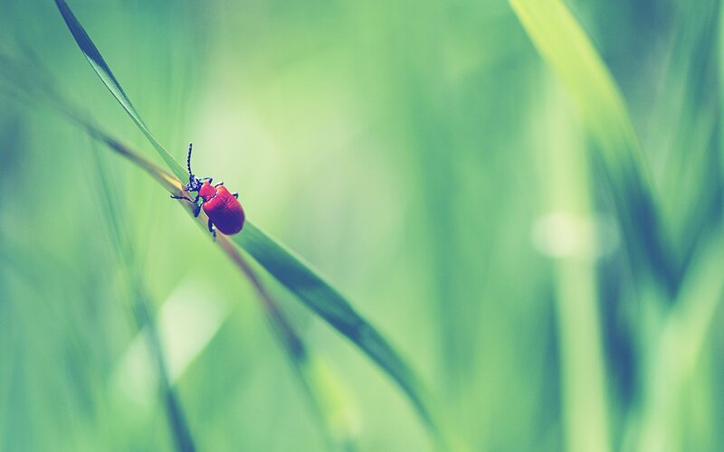 Red beetle on a blade of grass