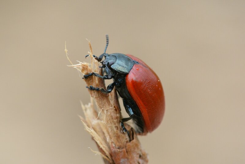 red beetle on a twig