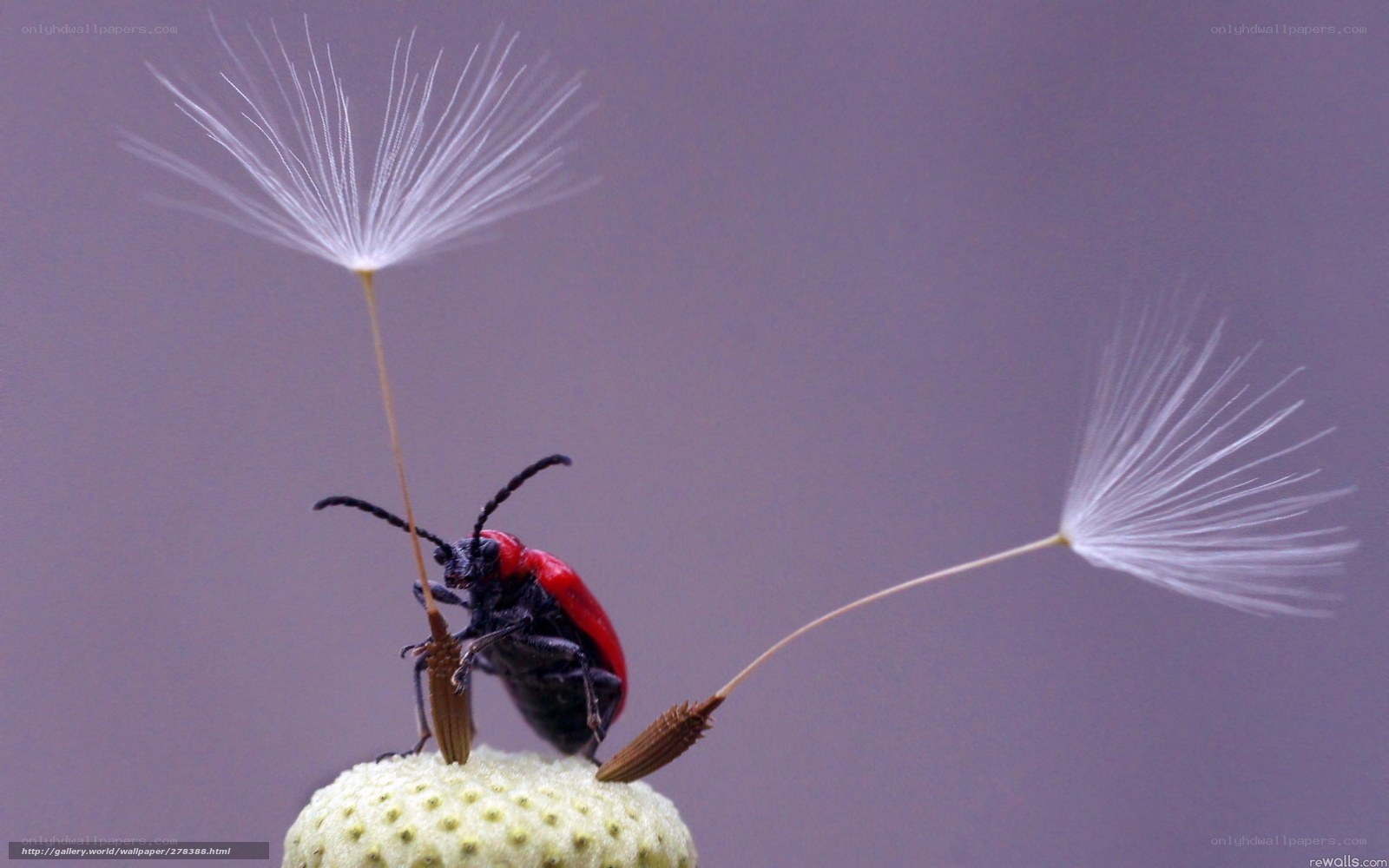 Red beetle on dandelion seed