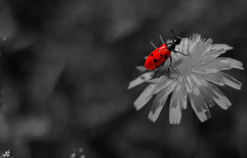 Red Beetle on Flower