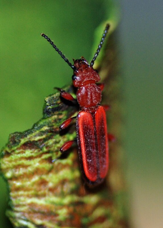red beetle on green leaf