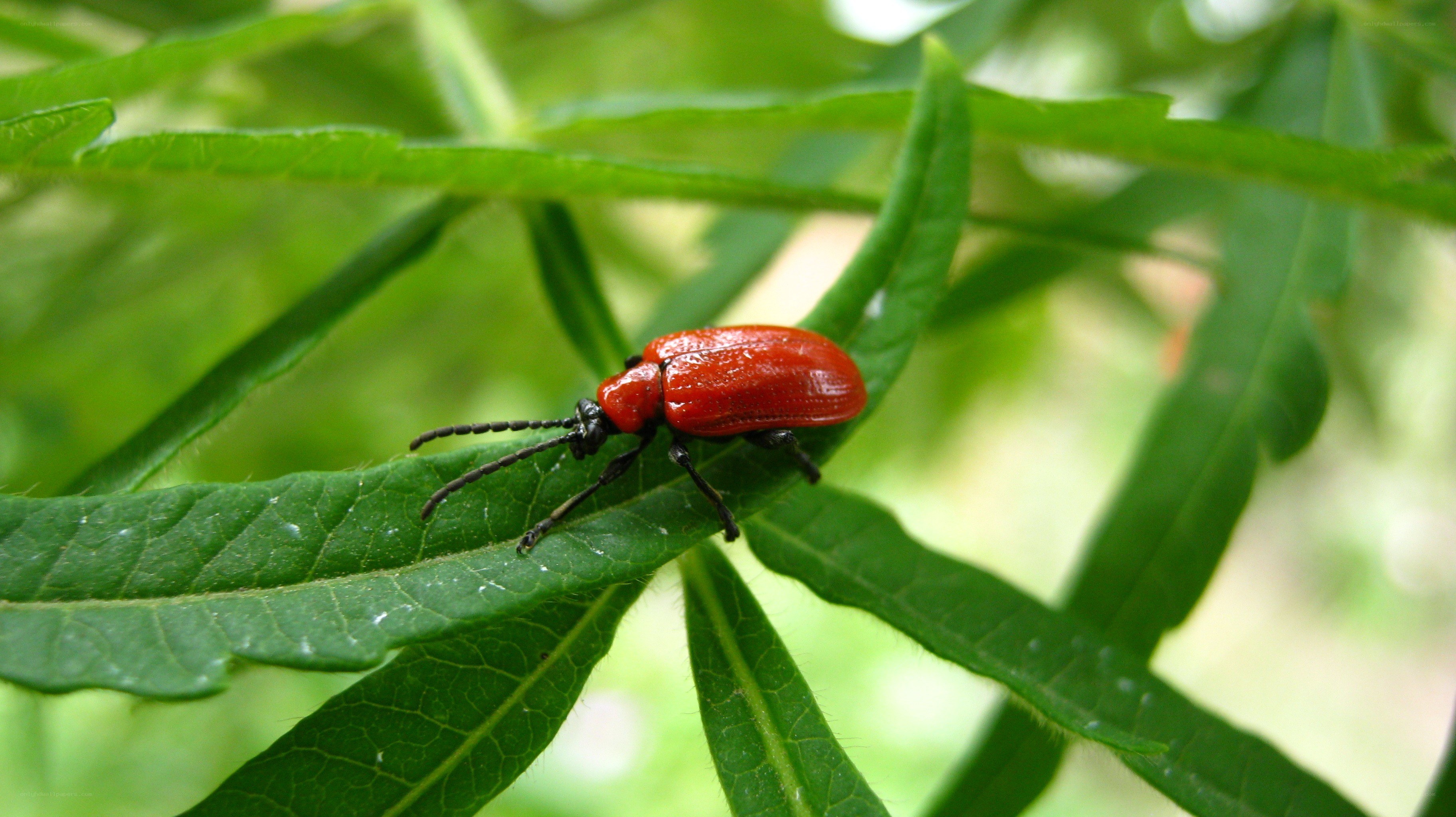 red beetle on green leaf