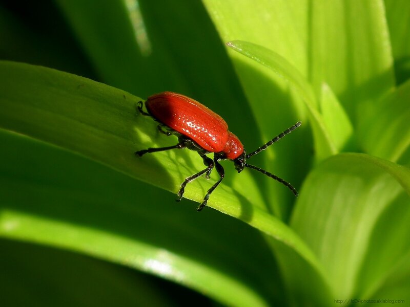 Red Beetle on Green Leaf — Natural