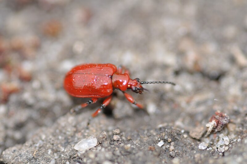 red beetle on ground