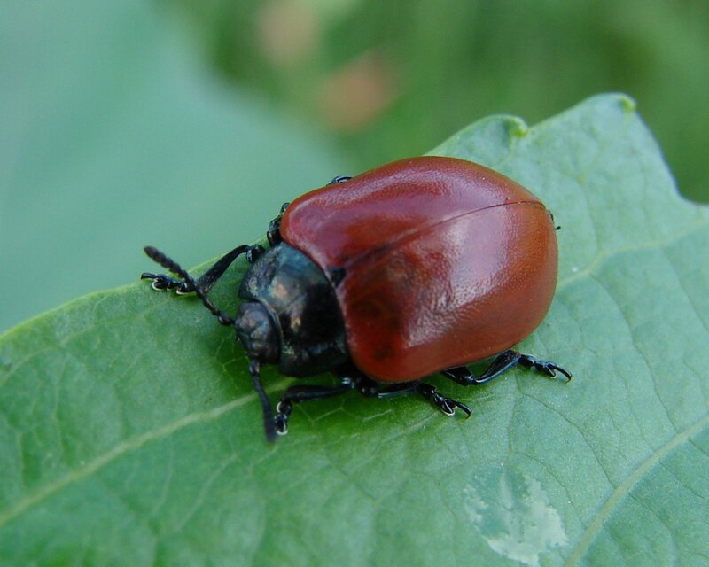 Red Beetle on Leaf — Green, Natural, Afternoon