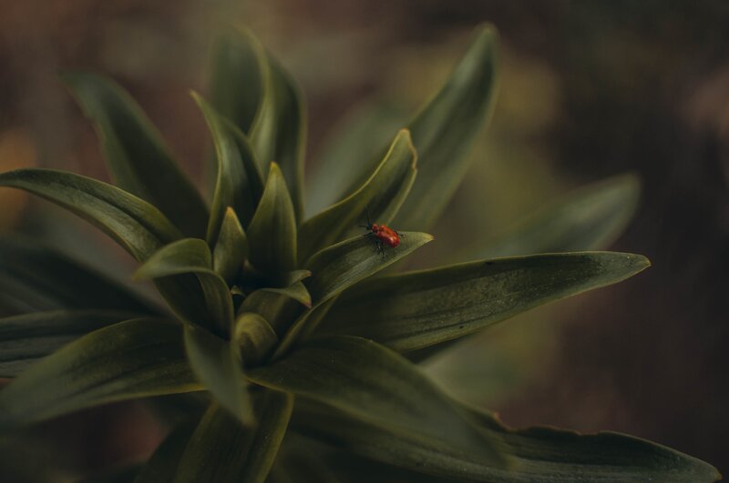 Red Beetle on Leaf — Green, Natural